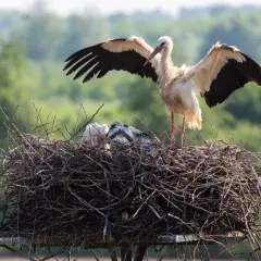 Bocian z rozłożonymi skrzydłami stoi nad pisklętami w gnieździe. Zastanawiasz się, ile waży gniazdo bociana? To imponująca konstrukcja!
