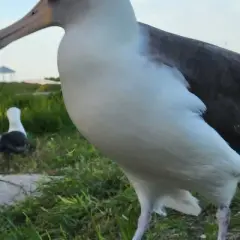 Albatros, ptak, który żyje najdłużej, na trawiastym wybrzeżu.