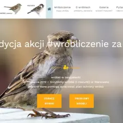 Jak pomóc wróblom w trudnych warunkach miejskich i zadbać o ich przyszłość