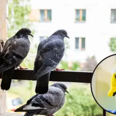 Gołębie na balkonie i ręka w żółtej rękawiczce trzymająca butelkę z rozpylaczem.