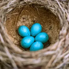 W gnieździe z gałązek pięć turkusowych jaj z czarnymi plamkami. To właśnie kos znosi niebieskie jaja.