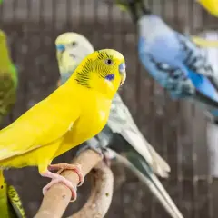 Żółta papużka falista na pierwszym planie, obok innych w różnych kolorach. Zastanawiasz się, ile lat żyją papugi?
