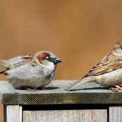 Dwa wróble siedzą na drewnianej powierzchni. Jeden, z brązową czapeczką, spogląda w bok, drugi, jakby był mazurkiem, patrzy prosto.