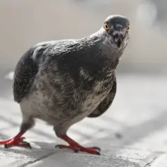 Gołąb w domu może oznaczać niespodziewanego gościa lub symbol pokoju. Ten ptak na bruku wygląda, jakby właśnie wpadł z wizytą.