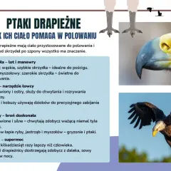 Ptaki drapieżne w Polsce: orzeł w locie, jego potężny dziób i szpony. Informacje o przystosowaniu do polowania.