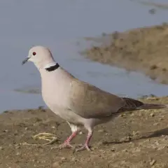 Gołąbek cukrowy z czerwonymi oczami i czarną obrożą na szyi stoi na piaszczystym brzegu.