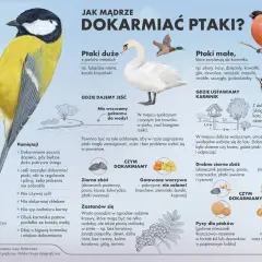 Ptaki jedzą ziarna zbóż, warzywa, słoninę, orzechy i suszone owoce. Unikaj chleba i soli.