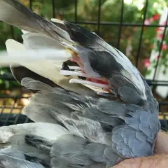 Robaki u gołębi objawy: Jak rozpoznać zagrożenie dla zdrowia ptaków