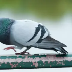 Gołąb z zieloną szyją i czarnymi pasami na skrzydłach, jakby miał gołębie serce, co to znaczy?