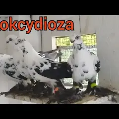 Jak wygląda kokcydioza u gołębi? Objawy, które mogą zaniepokoić