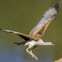 Wielki ptak, najcięższy ptak latający, wzbija się w powietrze nad wodą, rozpościerając swoje imponujące skrzydła.