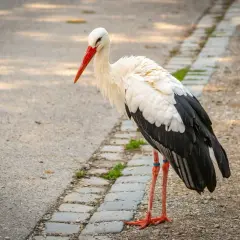Ile lat żyje bocian? Odkryj zaskakujące fakty o ich żywotności