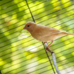 Ile kosztuje kanarek w zoologicznym? Zaskakujące ceny i czynniki wpływające na koszt