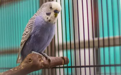Niebieska papużka falista, jeden z popularnych **rodzajów papug**, siedzi na gałęzi w klatce.