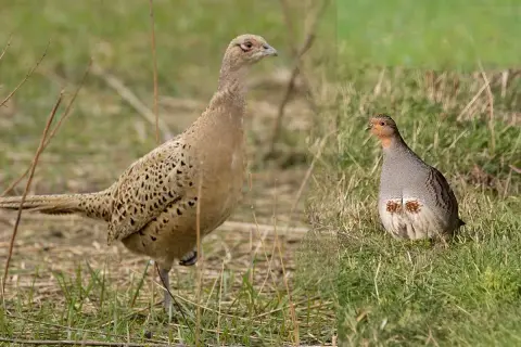 Dwie ptaki na trawie: po lewej samica bażanta, po prawej kuropatwa.