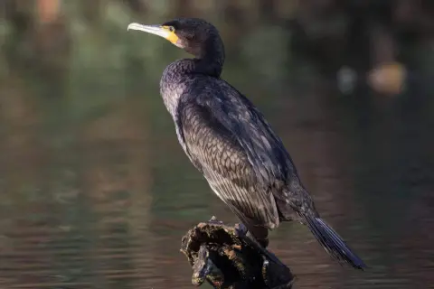 Kormoran z żółtą plamą przy dziobie siedzi na kawałku drewna w wodzie.