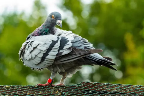 Gołąb z czerwoną obrączką na nodze. Numer na obrączce pomoże jak znaleźć właściciela gołębia.