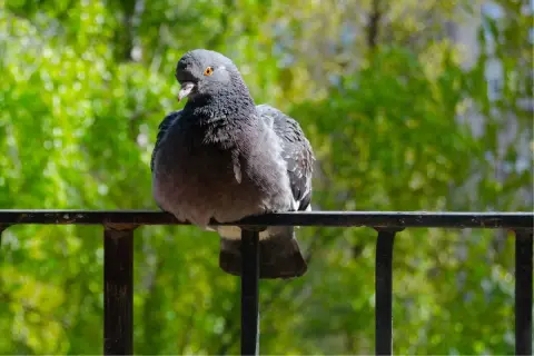 Gołąb siedzi na balustradzie, otoczony zielenią. Może zastanawia się, jakich roślin nie lubią gołębie, by unikać nieprzyjemnych zapachów.