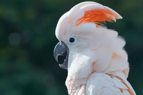 Piękna biała kakadu z pomarańczowym czubkiem, która może być symbolem tego, jak oswoić dzikiego ptaka.