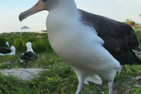 Albatros, ptak, który żyje najdłużej, na trawiastym wybrzeżu.