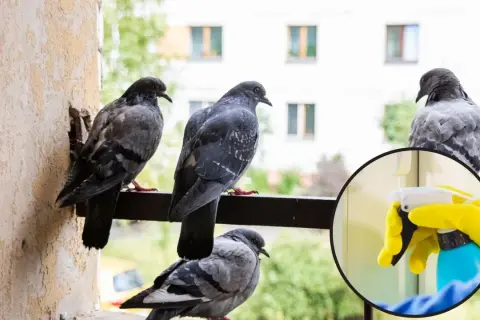 Gołębie na balkonie i ręka w żółtej rękawiczce trzymająca butelkę z rozpylaczem.