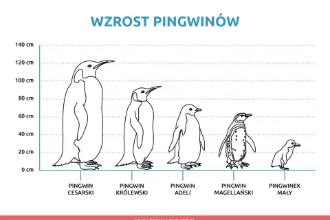 Różne gatunki pingwinów od największego cesarskiego do najmniejszego pingwinka małego, porównane pod względem wzrostu.