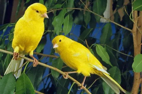 Kanarki razem czy osobno - dlaczego nie trzymać ich w samotności