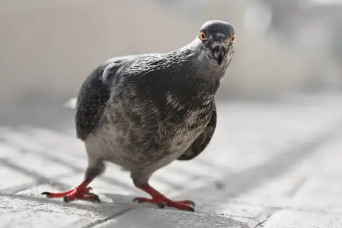 Gołąb w domu może oznaczać niespodziewanego gościa lub symbol pokoju. Ten ptak na bruku wygląda, jakby właśnie wpadł z wizytą.