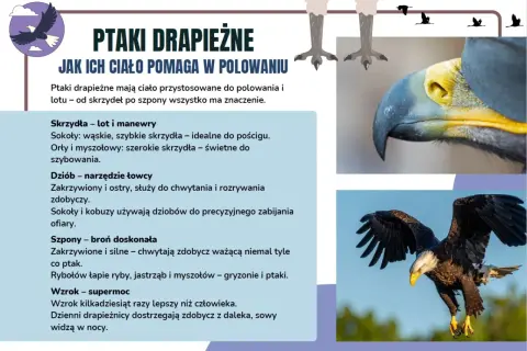 Ptaki drapieżne w Polsce: orzeł w locie, jego potężny dziób i szpony. Informacje o przystosowaniu do polowania.