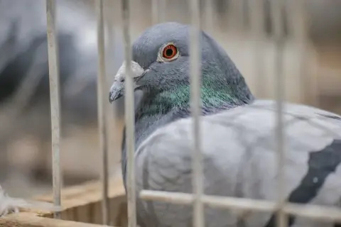 Gołąb w klatce, widoczny z profilu, z pomarańczowym okiem i zielonymi piórami na szyi.