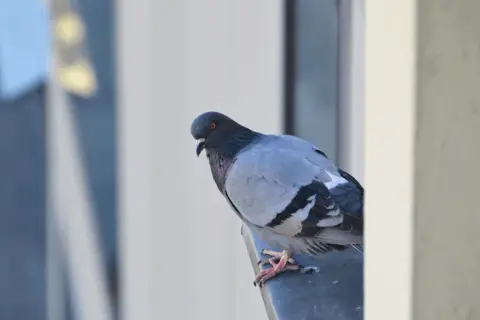 Ptak na parapecie co oznacza - odkryj jego głębokie znaczenie