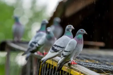 Gołębie siedzą na dachu podczas deszczu. Widać krople wody i błyszczące pióra. Rzęsistek u gołębi to częsty problem, ale te ptaki wyglądają na zdrowe.