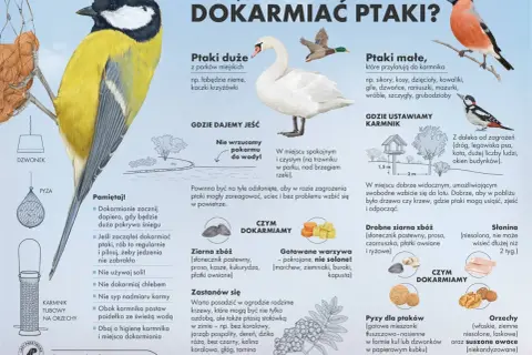 Ptaki jedzą ziarna zbóż, warzywa, słoninę, orzechy i suszone owoce. Unikaj chleba i soli.
