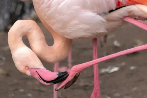 Różowe flamingi zawdzięczają swój kolor diecie bogatej w karotenoidy. Ptak pochyla głowę, by zjeść, co wyjaśnia, dlaczego flamingi są różowe.