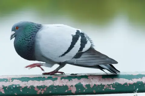 Gołąb z zieloną szyją i czarnymi pasami na skrzydłach, jakby miał gołębie serce, co to znaczy?