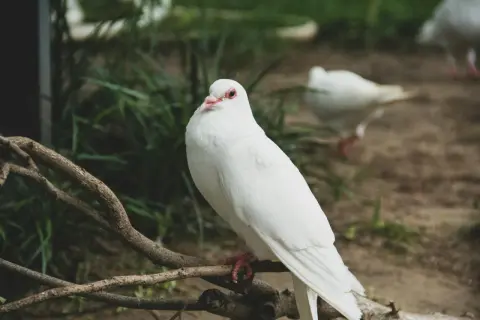 Biały, duży gołąb siedzi na gałęzi. W tle widać inne ptaki i zieleń.