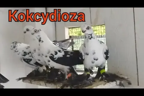 Jak wygląda kokcydioza u gołębi? Objawy, które mogą zaniepokoić