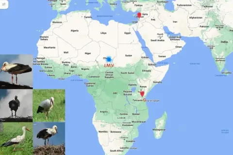 Bociany odlatują do Afryki. Mapa pokazuje ich trasę z Europy do Kenii i Tanzanii, z zaznaczonymi punktami J,M,V w Czadzie.