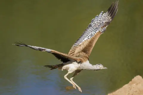 Wielki ptak, najcięższy ptak latający, wzbija się w powietrze nad wodą, rozpościerając swoje imponujące skrzydła.