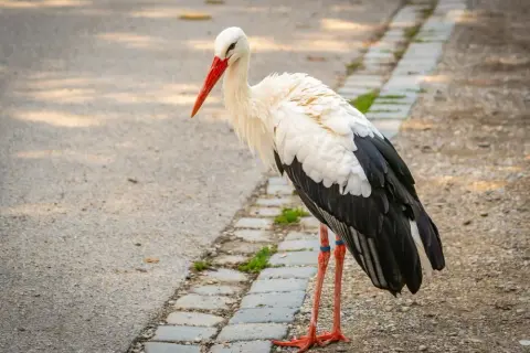 Ile lat żyje bocian? Odkryj zaskakujące fakty o ich żywotności