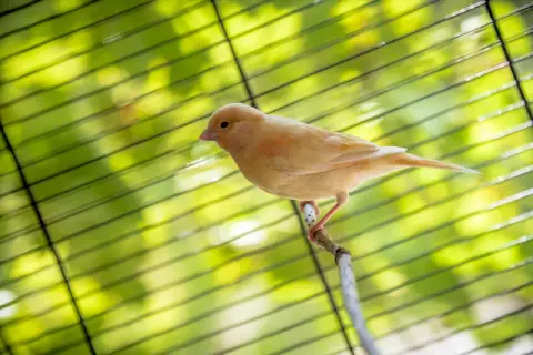 Ile kosztuje kanarek w zoologicznym? Zaskakujące ceny i czynniki wpływające na koszt