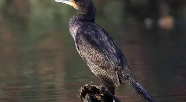 Kormoran z żółtą plamą przy dziobie siedzi na kawałku drewna w wodzie.
