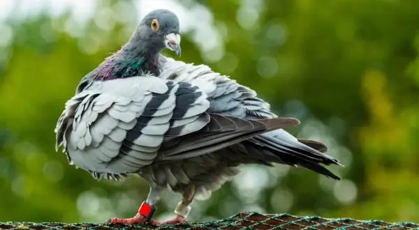 Gołąb z czerwoną obrączką na nodze. Numer na obrączce pomoże jak znaleźć właściciela gołębia.