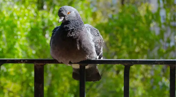 Gołąb siedzi na balustradzie, otoczony zielenią. Może zastanawia się, jakich roślin nie lubią gołębie, by unikać nieprzyjemnych zapachów.