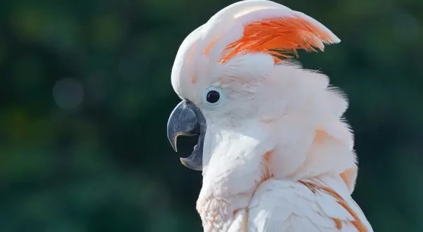 Piękna biała kakadu z pomarańczowym czubkiem, która może być symbolem tego, jak oswoić dzikiego ptaka.