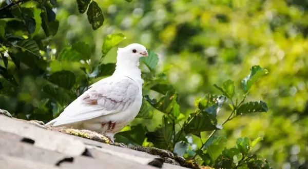 Ile czasu gołąb wysiaduje jajka? Zaskakujące fakty o inkubacji