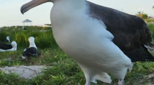 Albatros, ptak, który żyje najdłużej, na trawiastym wybrzeżu.