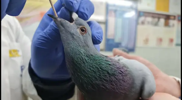 Trichonidazol dla gołębi - co leczy i jak uniknąć problemów zdrowotnych