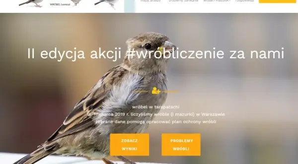 Jak pomóc wróblom w trudnych warunkach miejskich i zadbać o ich przyszłość