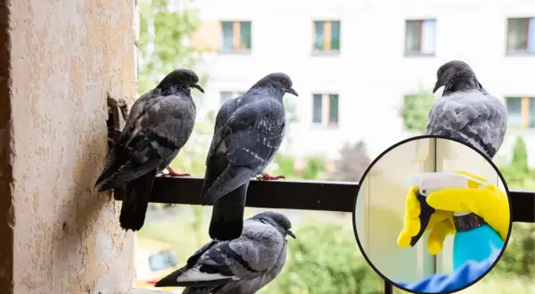 Gołębie na balkonie i ręka w żółtej rękawiczce trzymająca butelkę z rozpylaczem.